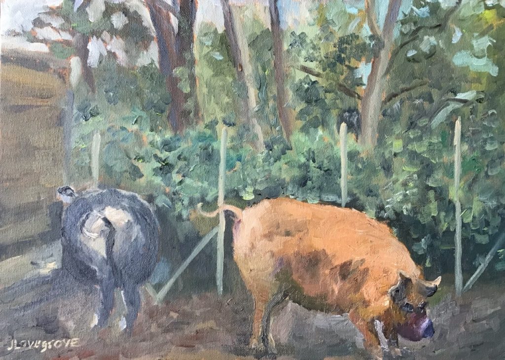 Kune Kune pigs painting