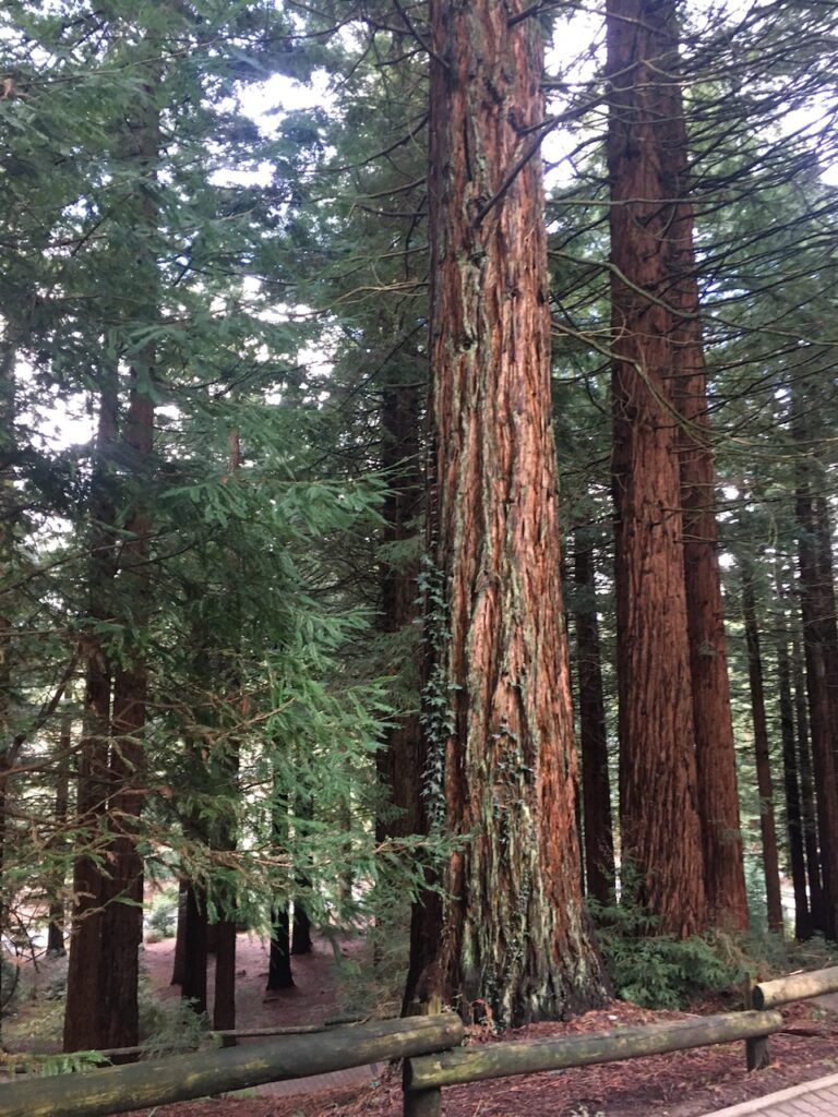 Redwood trees in the forest