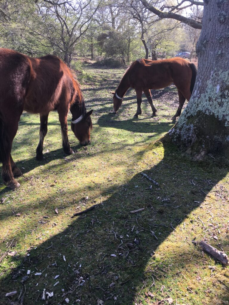 New forest ponies near Brokenhurst
